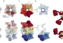 Research: Scientists capture images of antibodies working together against malaria —