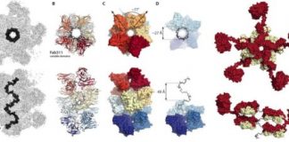 Research: Scientists capture images of antibodies working together against malaria —