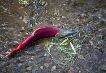 Research: Sockeye carcasses tossed on shore over two decades spur tree growth —