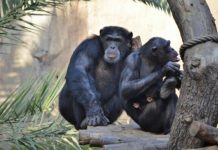 Research: To recognize conspecifics chimpanzees use their sense of smell —