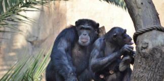 Research: To recognize conspecifics chimpanzees use their sense of smell —