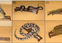 Research: Birds startled by moving sticks —