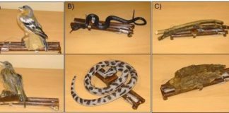 Research: Birds startled by moving sticks —