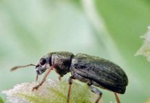 Research: Turning the tide on small beetle’s big bean crop blow —