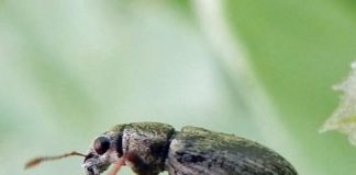 Research: Turning the tide on small beetle’s big bean crop blow —