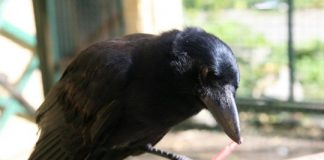 Research: The birds are able to combine individual parts to form a long-distance reaching aid —