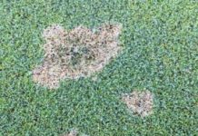 Offbeat: Golf course managers challenged by fungicide-resistant turf grass disease —