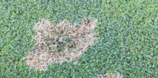 Offbeat: Golf course managers challenged by fungicide-resistant turf grass disease —