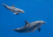 Research: Growing noise in the ocean can cause dolphins to simplify their calls —