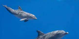 Research: Growing noise in the ocean can cause dolphins to simplify their calls —