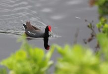 Research: Homebody tendencies put Hawaiian gallinules at risk —