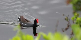 Research: Homebody tendencies put Hawaiian gallinules at risk —