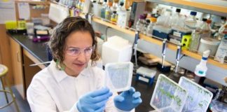 Research: Enabling tools for breeding plants for high yield with less fertilizer —