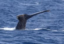 Offbeat: Ship noise seems to inhibit humpback whale singing —