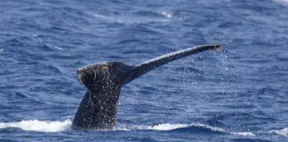 Offbeat: Ship noise seems to inhibit humpback whale singing —