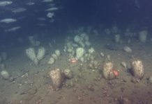 Research: Persistence of glass sponge in face of climatic variability —