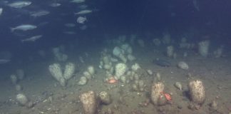 Research: Persistence of glass sponge in face of climatic variability —