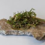 Study: Liverwort could prove to be more medically effective than cannabis, research suggests — (Details)