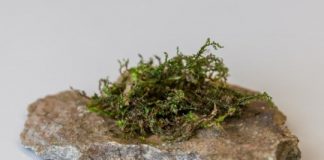 Study: Liverwort could prove to be more medically effective than cannabis, research suggests — (Details)