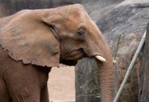 Research: Elephant trunks form joints to pick up small objects; research could translate to robotics —