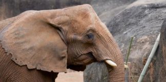 Research: Elephant trunks form joints to pick up small objects; research could translate to robotics —