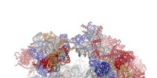 Study: where tetracyclines go in human cells — (Details)