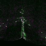 Study: Serotonin neurons contribute to fail-safe mechanism that ensures recovery from interrupted breathing — (Details)