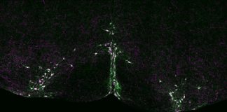 Study: Serotonin neurons contribute to fail-safe mechanism that ensures recovery from interrupted breathing — (Details)