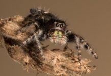 Research: Tests in jumping spiders show a secondary set of eyes is crucial to the principal eyes’ ability to track moving stimuli —