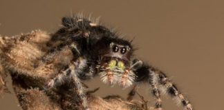 Research: Tests in jumping spiders show a secondary set of eyes is crucial to the principal eyes’ ability to track moving stimuli —