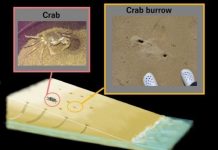 Tech: Secret shared by comets and sand crabs — (Report)