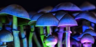 Study: Can tiny doses of magic mushrooms unlock creativity? (Details)