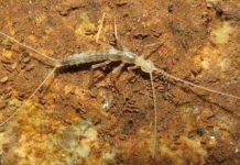 Research: The insect-like animal is also the first subterranean representative of its family in Japan —