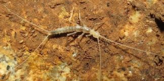 Research: The insect-like animal is also the first subterranean representative of its family in Japan —