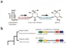 Research: Asian catfish genome decoded —