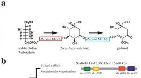 Research: Asian catfish genome decoded —