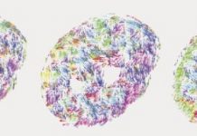 Research: DNA ‘dances’ in first explanation of how genetic material flows through a nucleus —