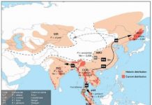 Research: Genome-wide study confirms six tiger subspecies —