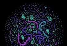 Tech: Neural networks enable learning of error correction strategies for computers based on quantum physics — (Report)