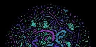 Tech: Neural networks enable learning of error correction strategies for computers based on quantum physics — (Report)