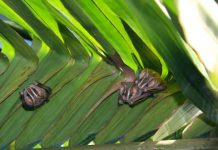 Research: Mother tent-making bats may give pups a nudge to grow up —