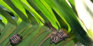 Research: Mother tent-making bats may give pups a nudge to grow up —
