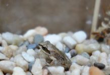 Research: Do neonicotinoids inhibit the development of anti-predatory behaviors in wood frogs? —