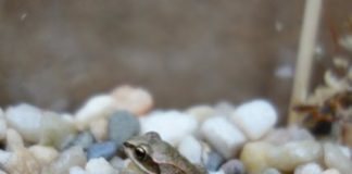 Research: Do neonicotinoids inhibit the development of anti-predatory behaviors in wood frogs? —