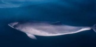 Offbeat: Pretend porpoise sounds are helping conservation efforts, research shows —