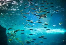 Research: Tracing the evolutionary origins of fish to shallow ocean waters —