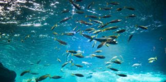 Research: Tracing the evolutionary origins of fish to shallow ocean waters —