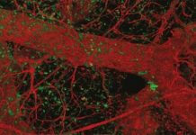 Research: How sleeping mammary stem cells are awakened in puberty —