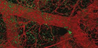 Research: How sleeping mammary stem cells are awakened in puberty —