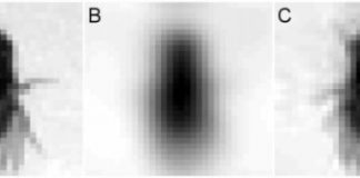 Research: Artificial fly brain can tell who’s who —